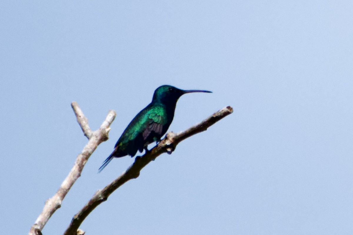 Sapphire-bellied Hummingbird - ML644782670