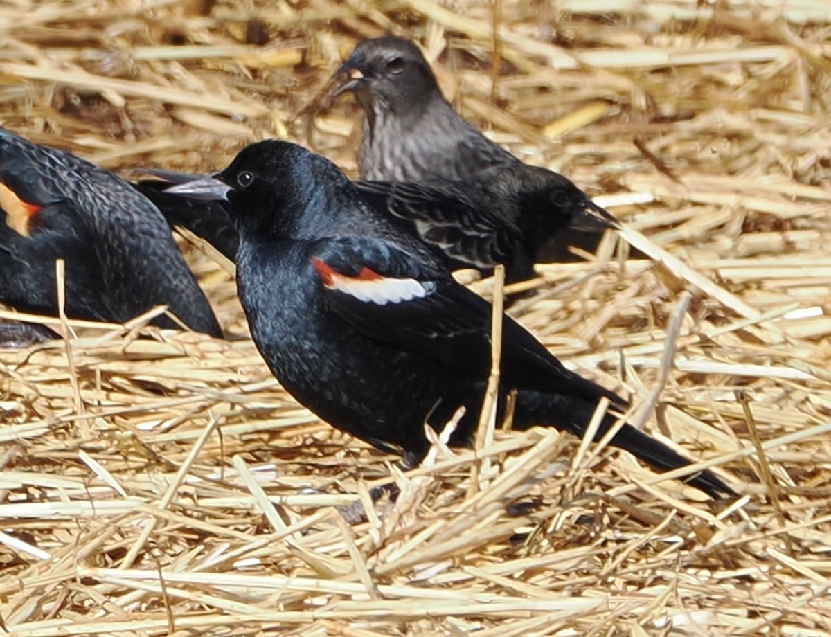 Tricolored Blackbird - ML644782671