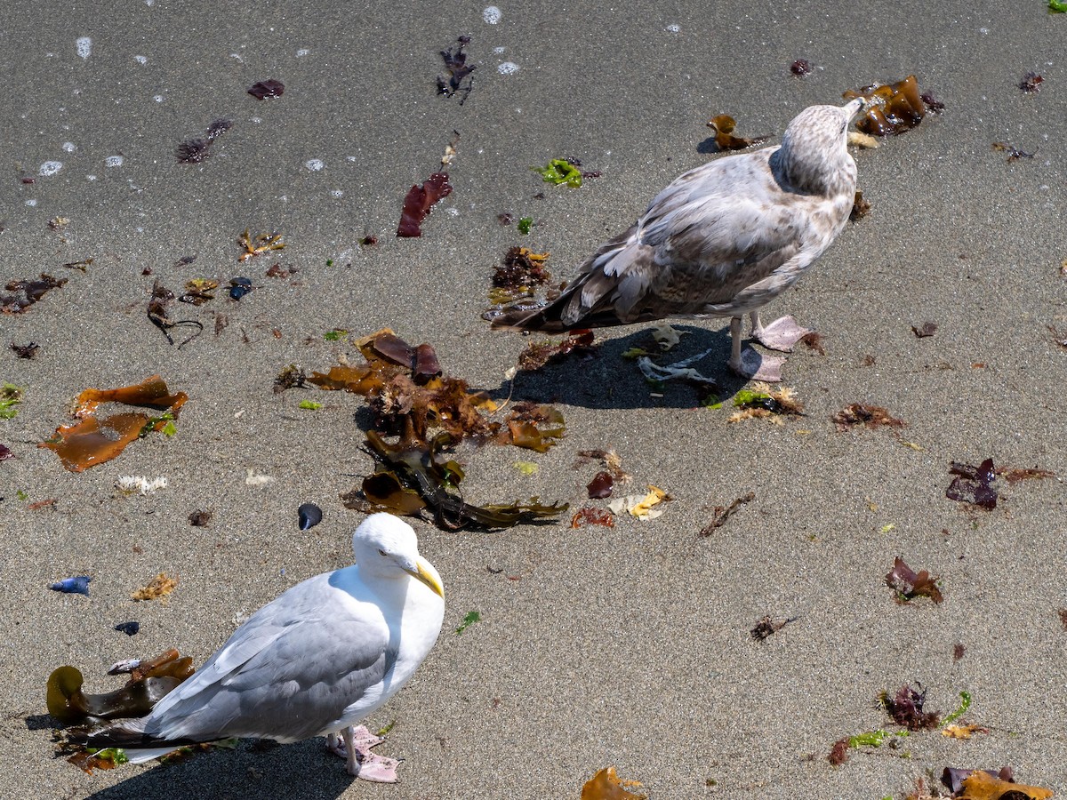 American Herring Gull - ML644782672