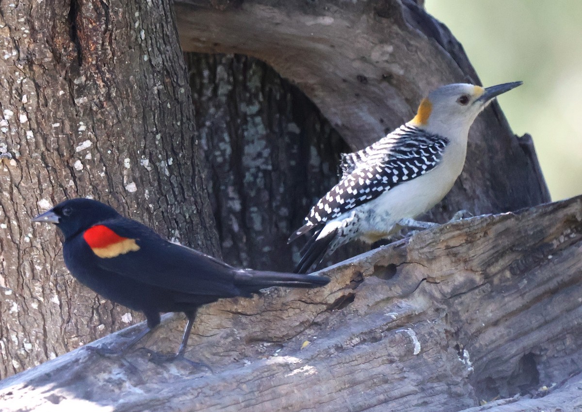 Golden-fronted Woodpecker - ML644782673