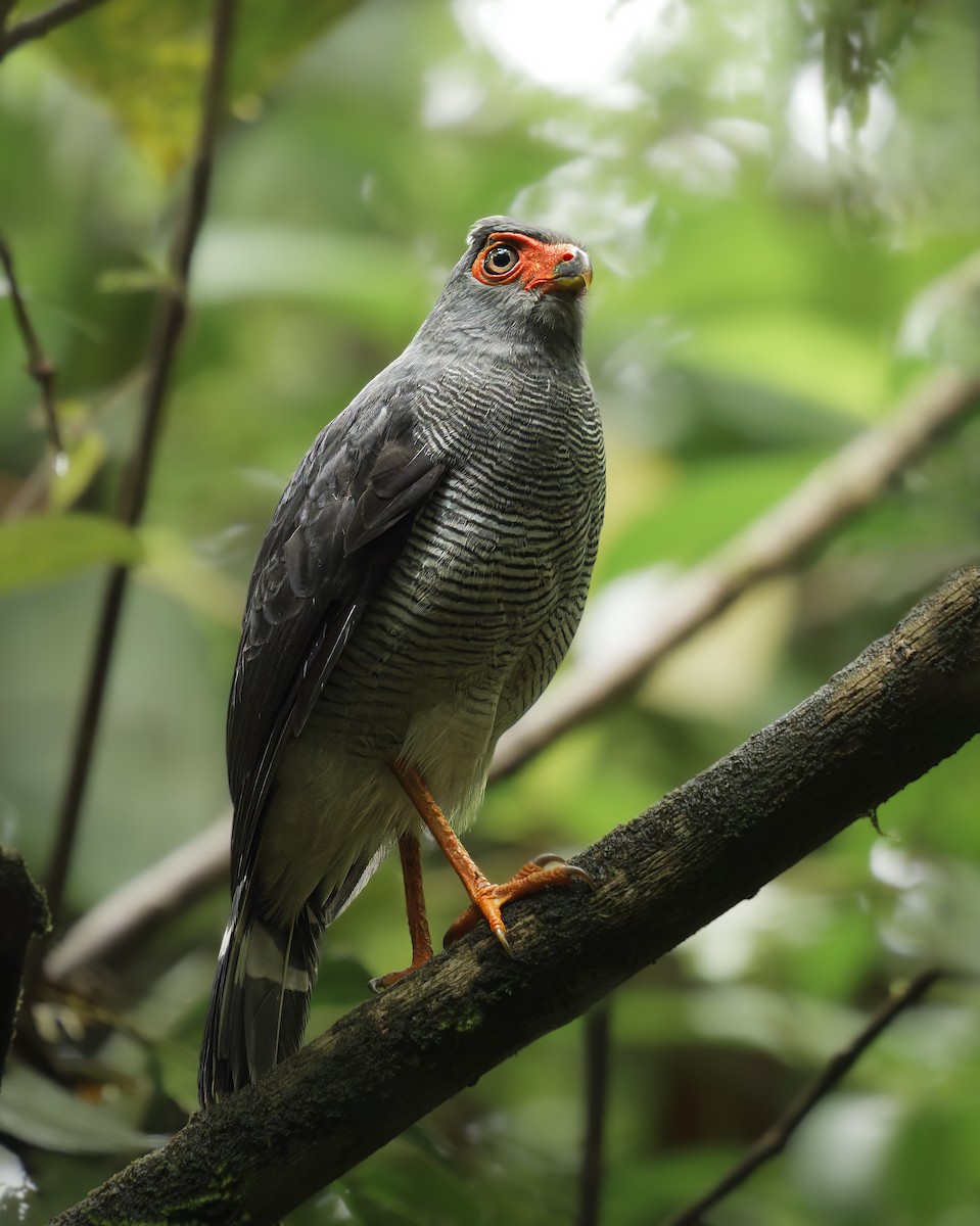 Plumbeous Forest-Falcon - ML644782674