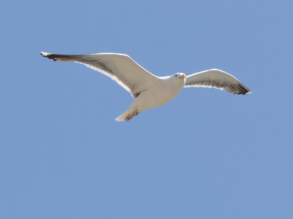 American Herring Gull - ML644782675