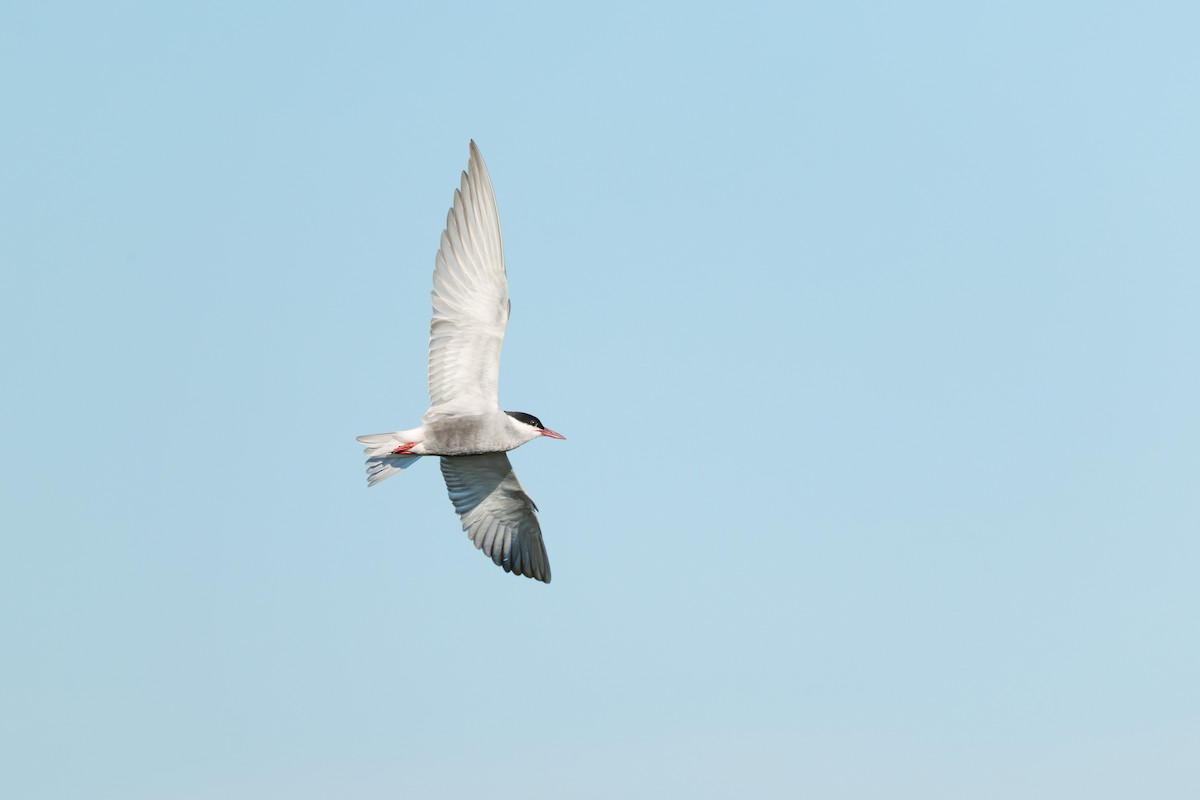 Цагаан шанаат хараалай - ML644782676