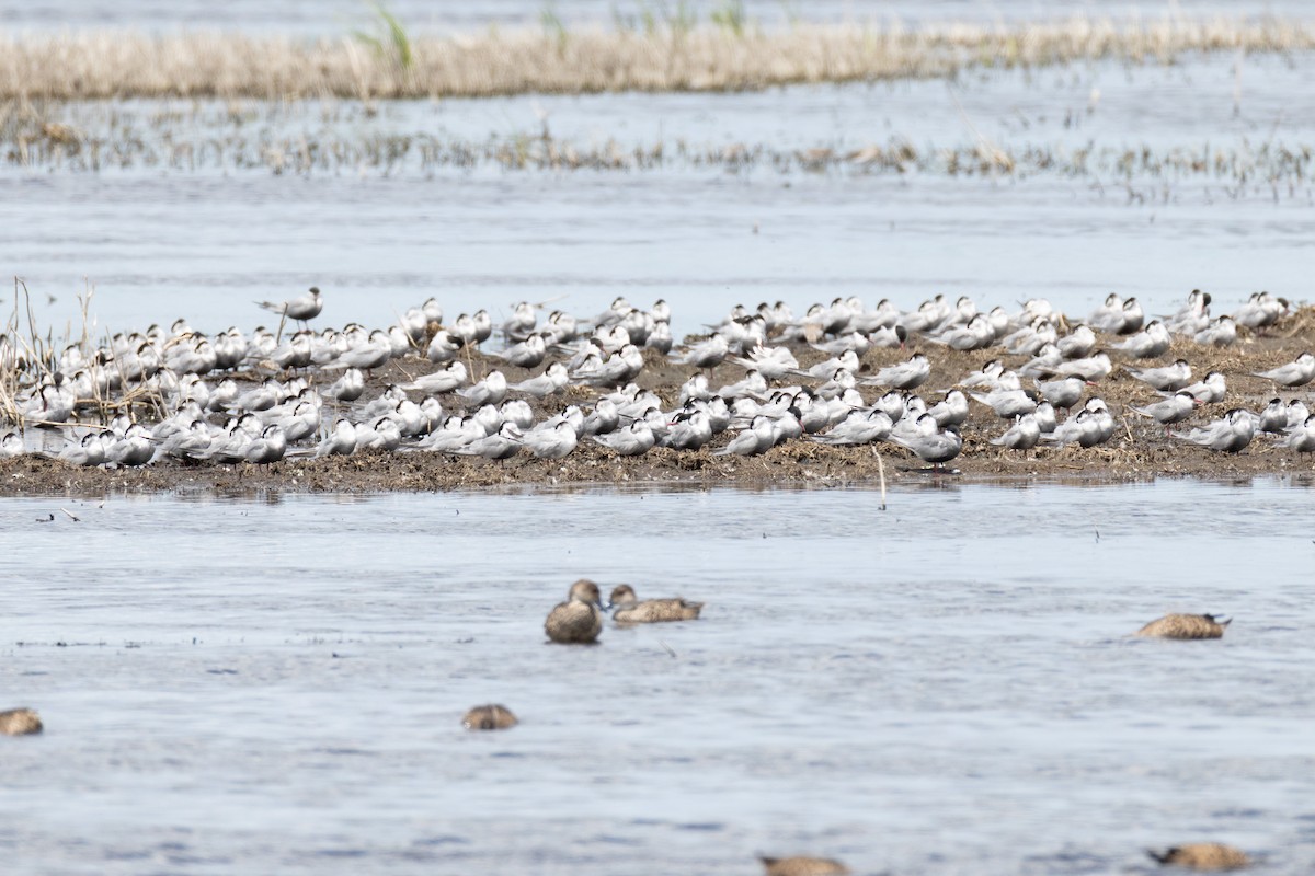 Цагаан шанаат хараалай - ML644782677