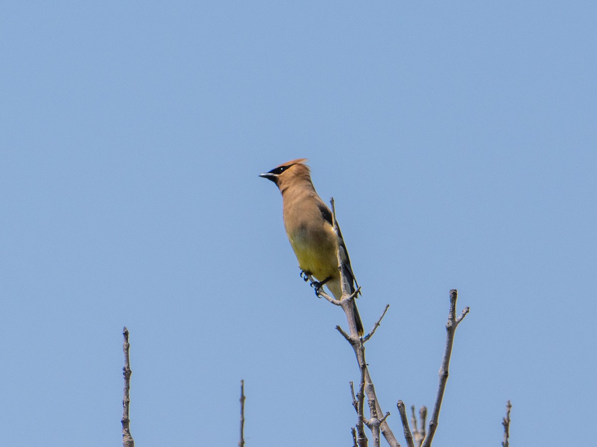 Cedar Waxwing - ML644782679