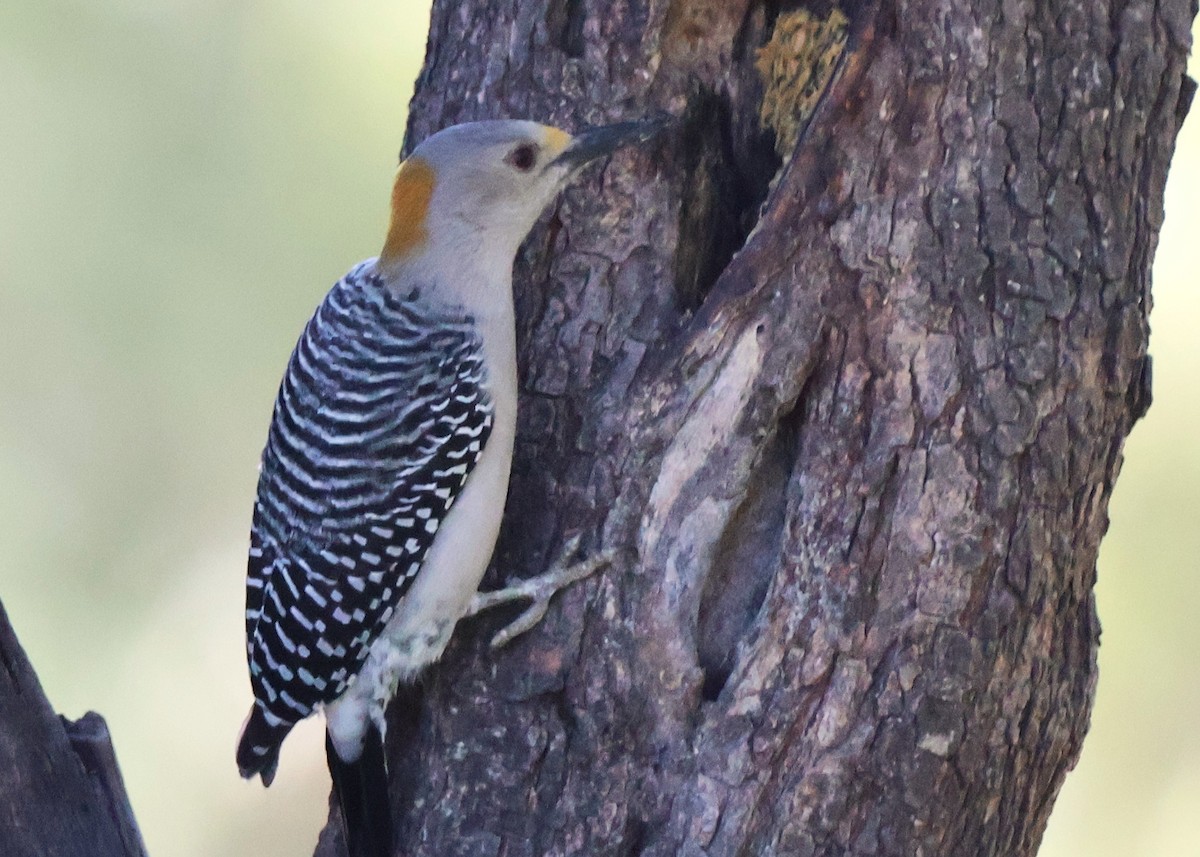 Golden-fronted Woodpecker - ML644782680
