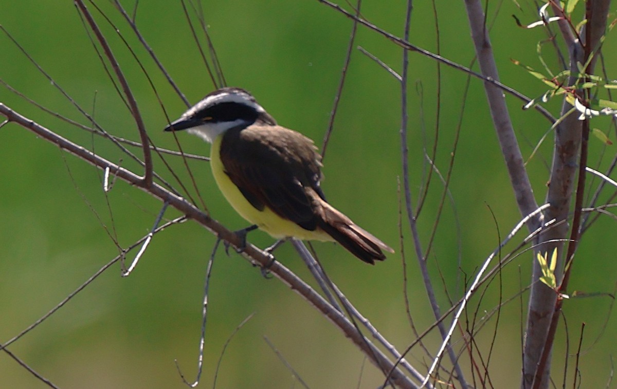 Great Kiskadee - ML644782681