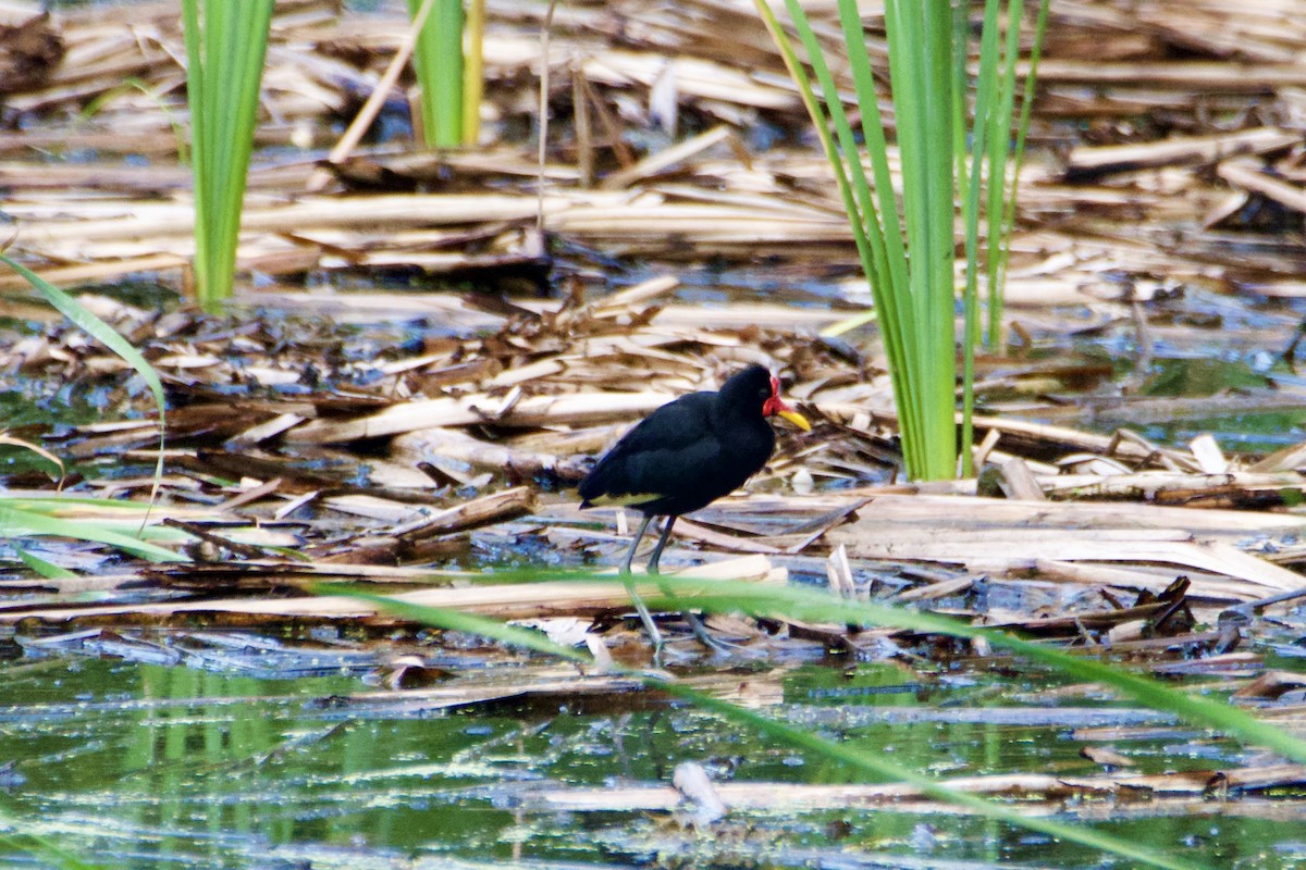 Wattled Jacana - ML644782682