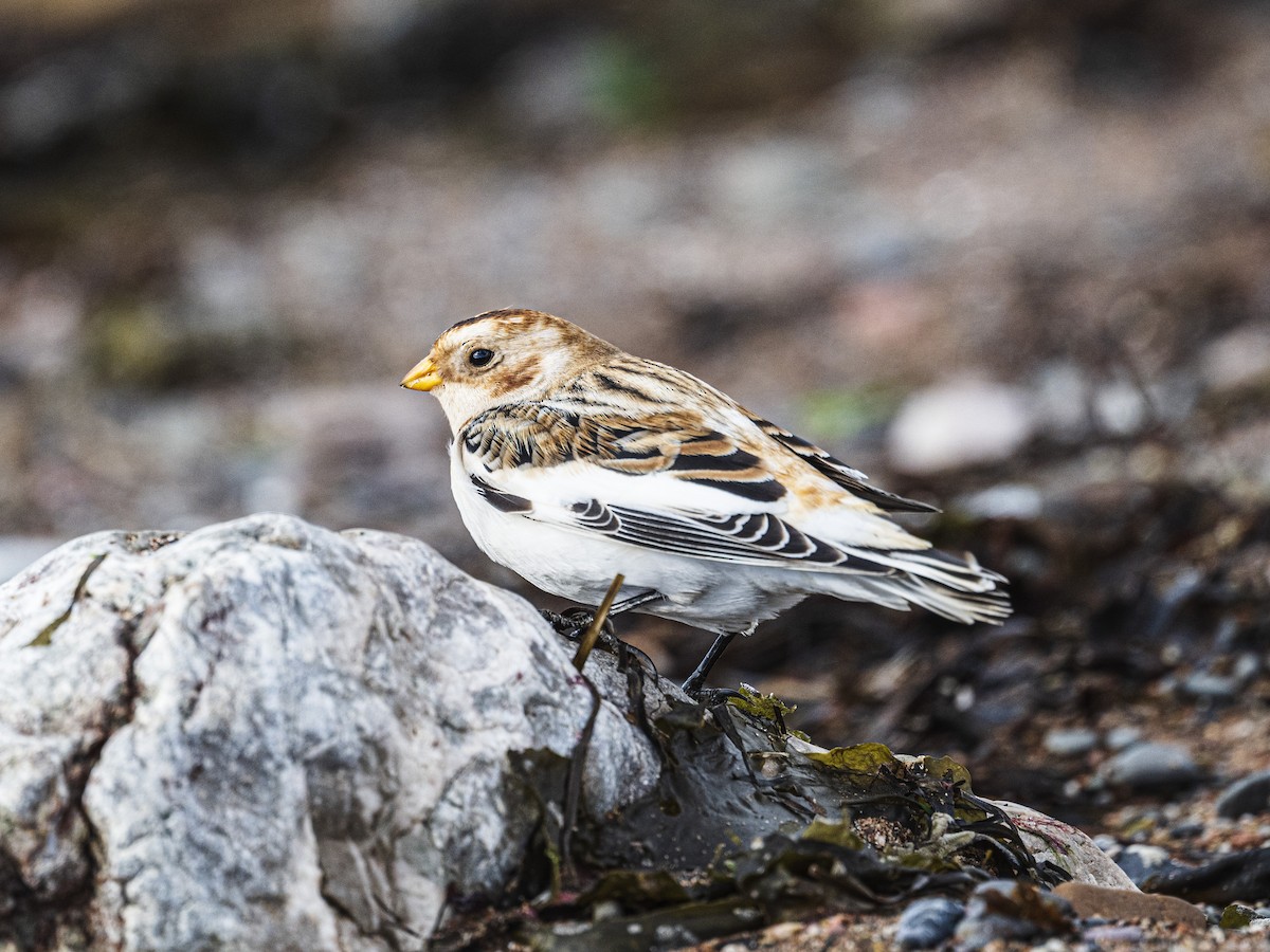 Цасч хөмрөг - ML644782684