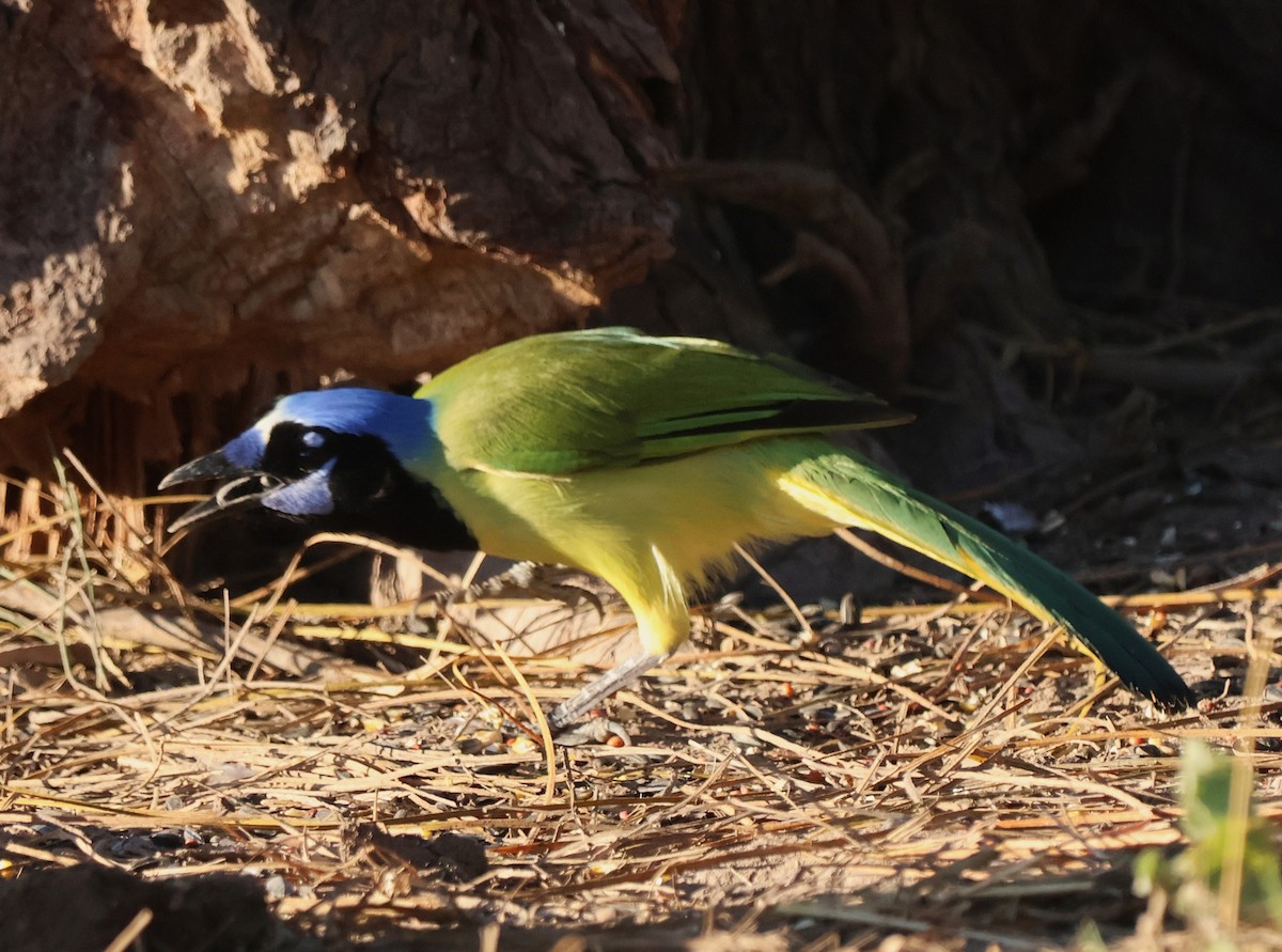 Green Jay - ML644782685
