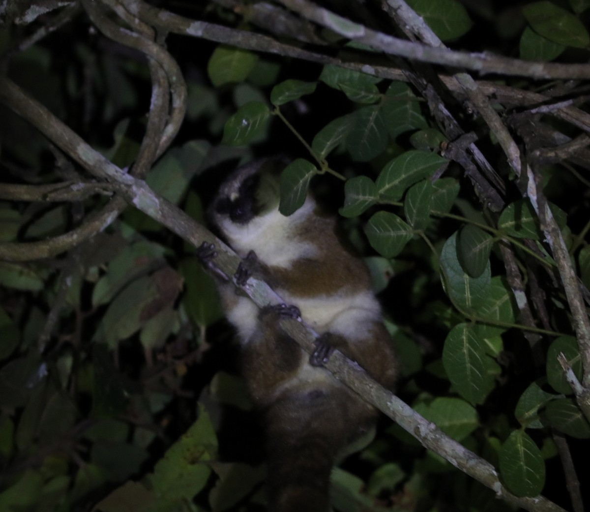 Petter's Sportive Lemur - ML644782687