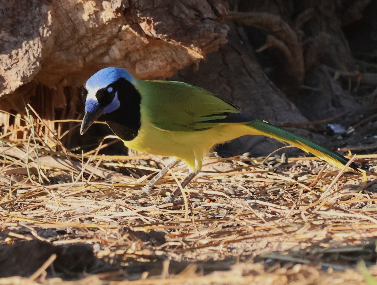 Green Jay - ML644782689