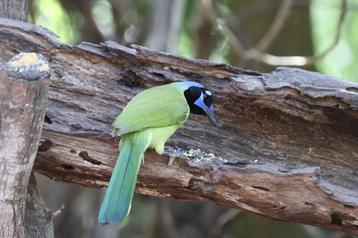 Green Jay - ML644782696
