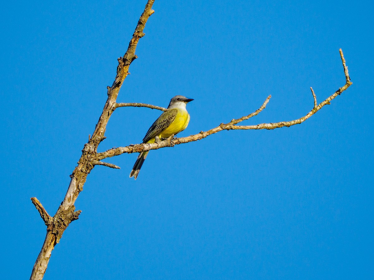 Couch's Kingbird - ML644782700