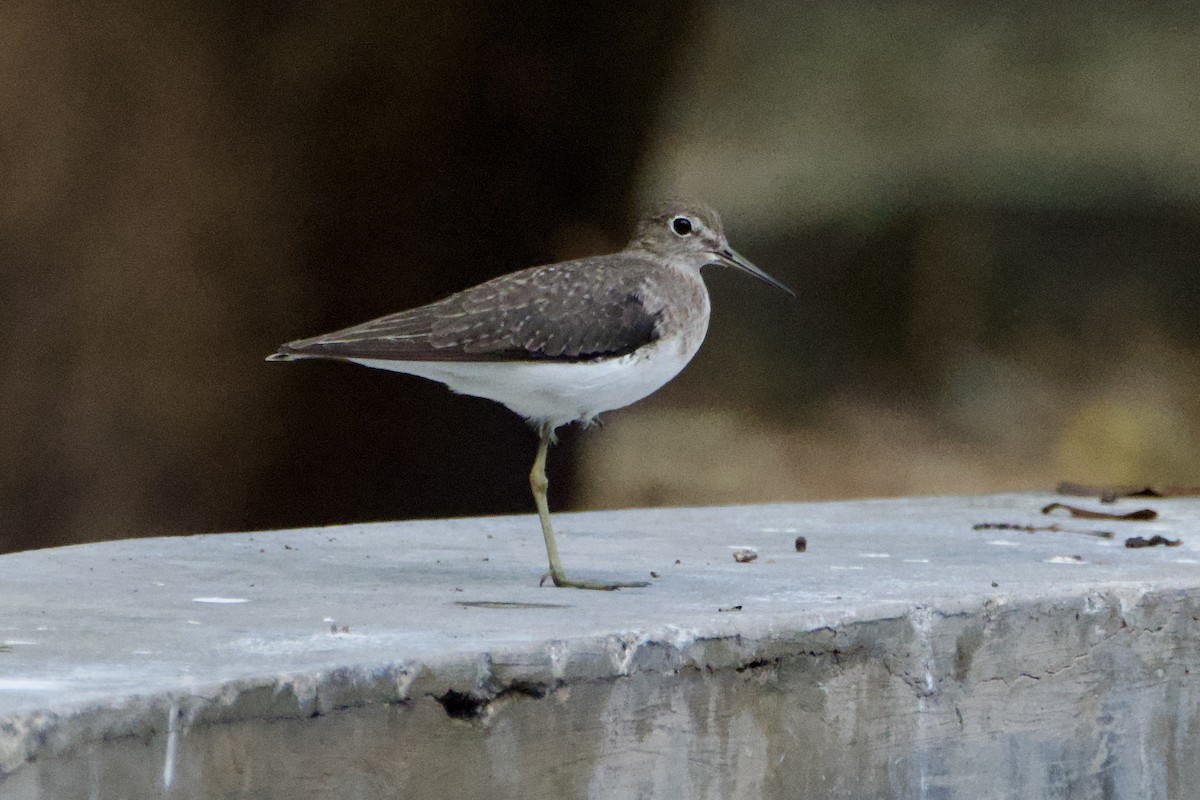 Solitary Sandpiper - ML644782701