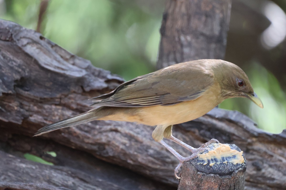 Clay-colored Thrush - ML644782703