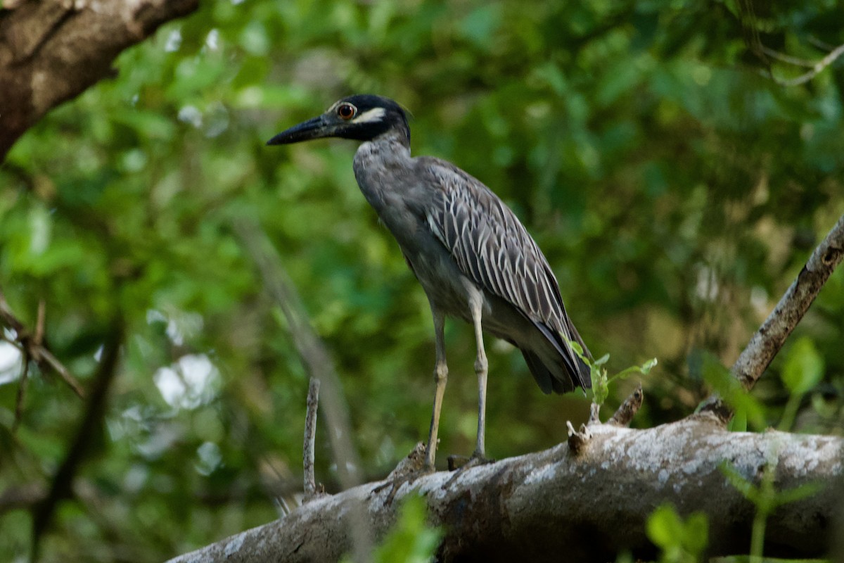 Sarı Tepeli Gece Balıkçılı - ML644782705