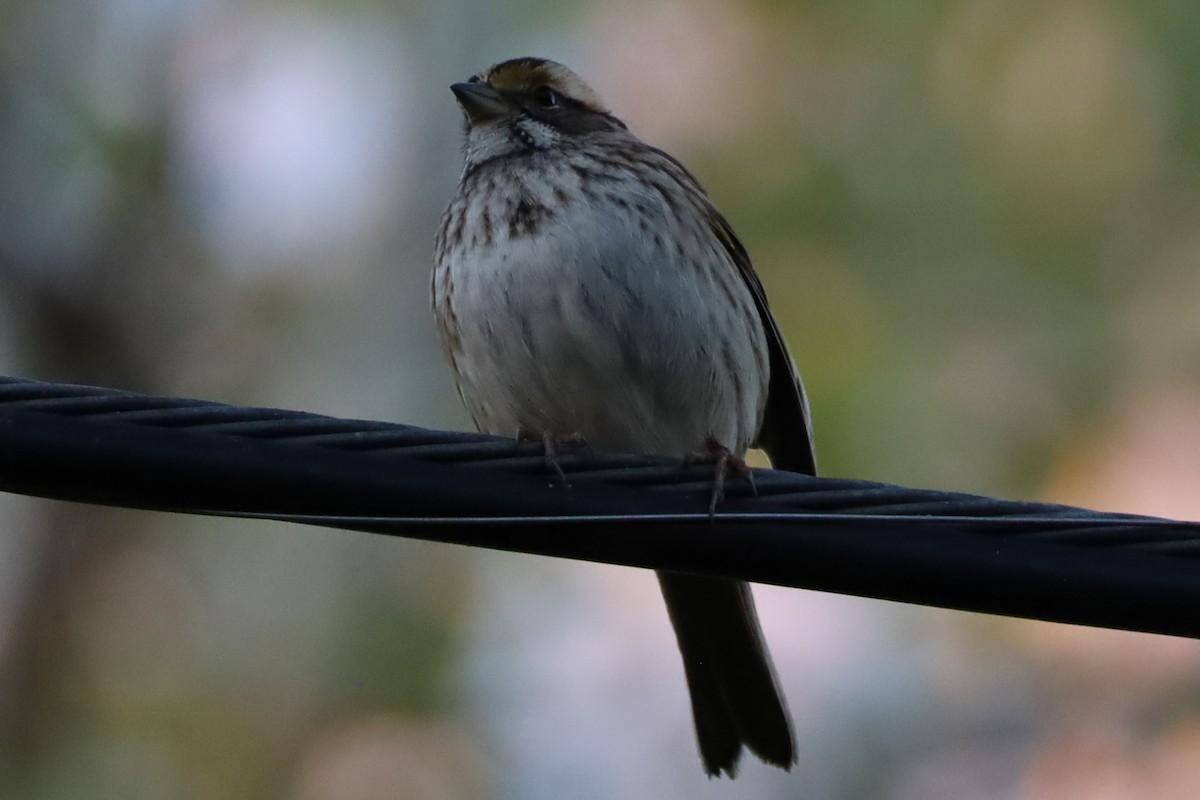 White-throated Sparrow - ML644782706