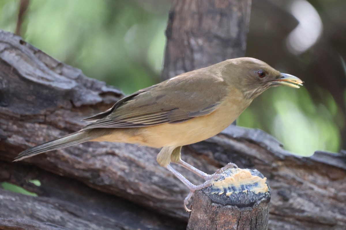 Clay-colored Thrush - ML644782707