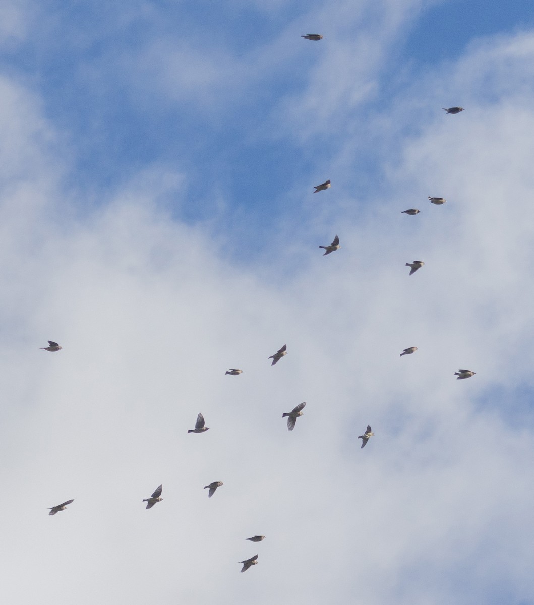 Cedar Waxwing - ML644782712