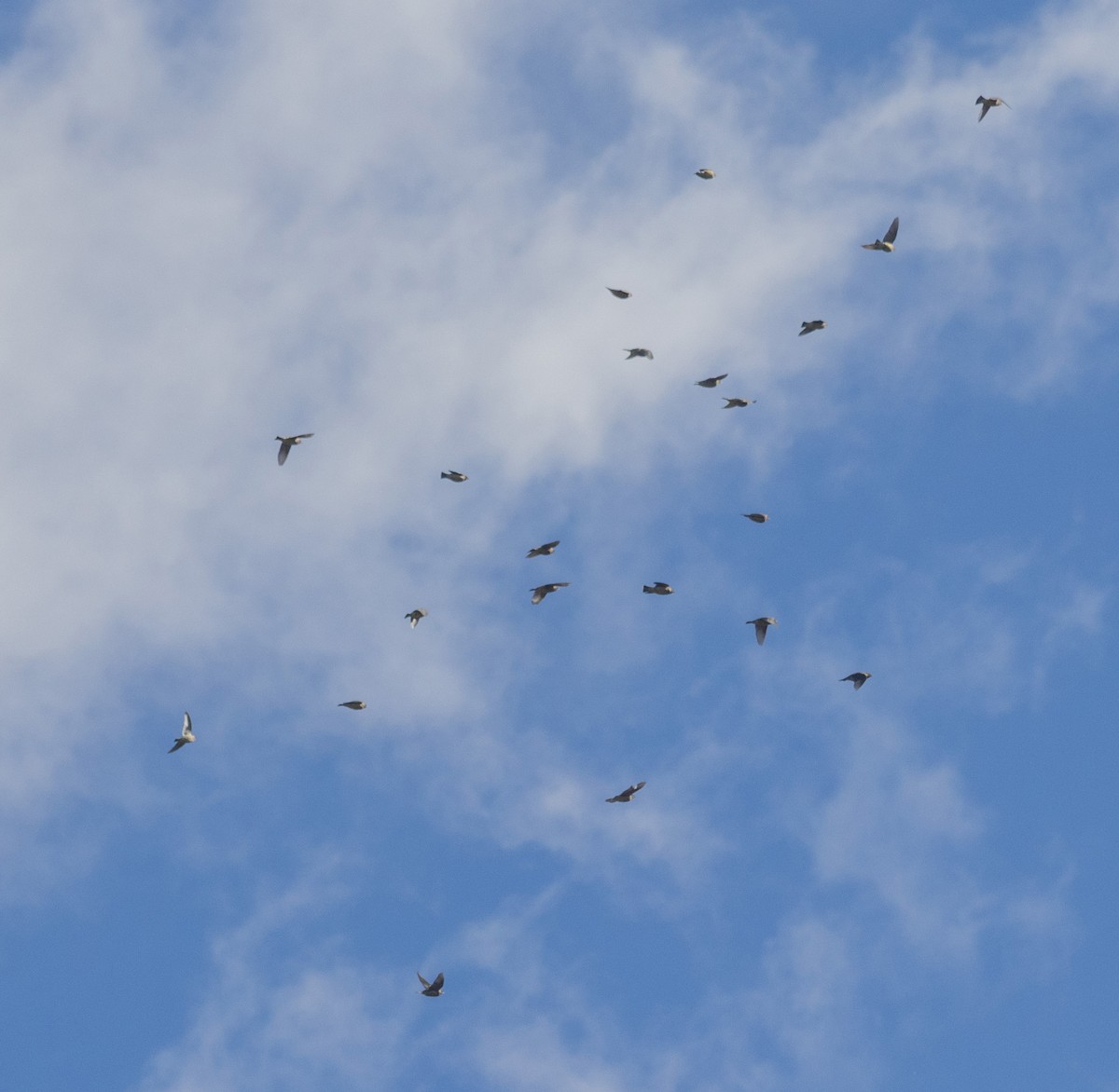 Cedar Waxwing - ML644782713