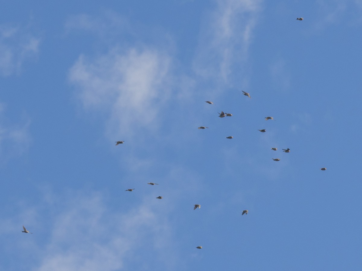 Cedar Waxwing - ML644782714