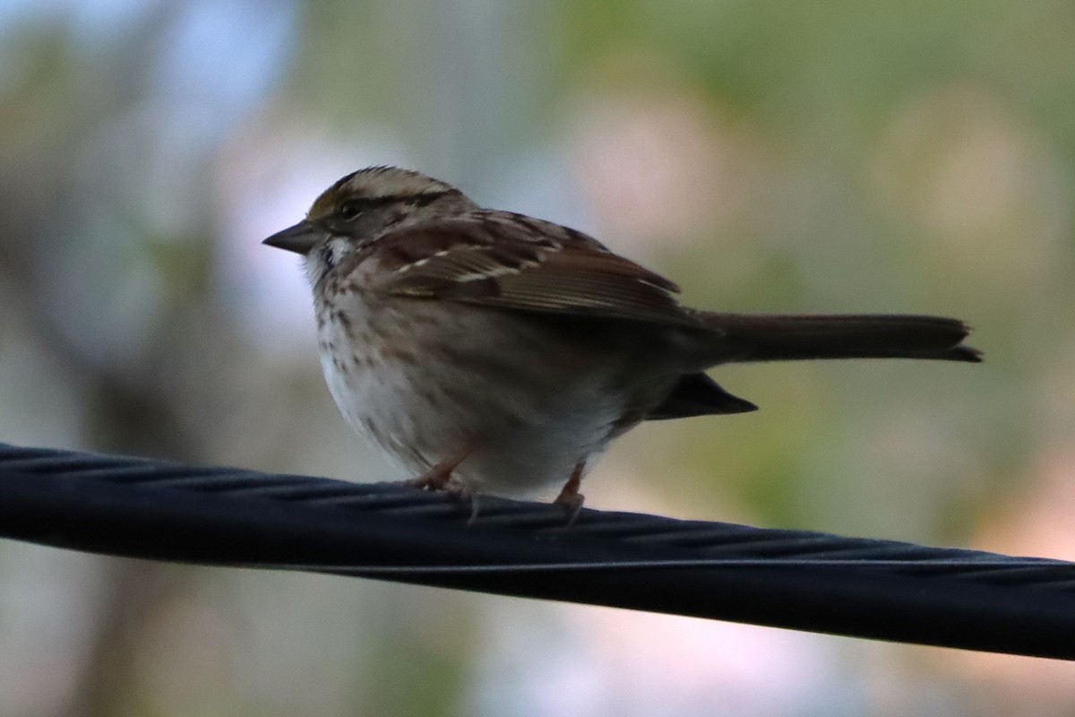 White-throated Sparrow - ML644782715