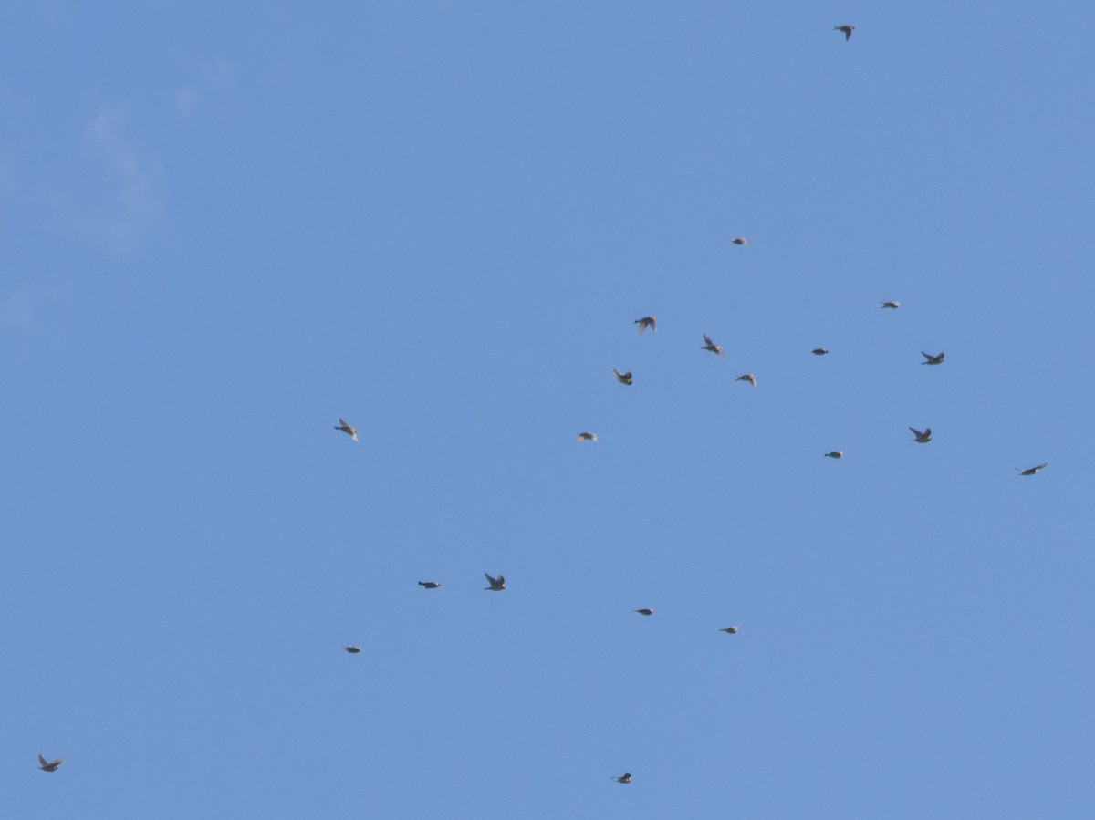 Cedar Waxwing - ML644782716