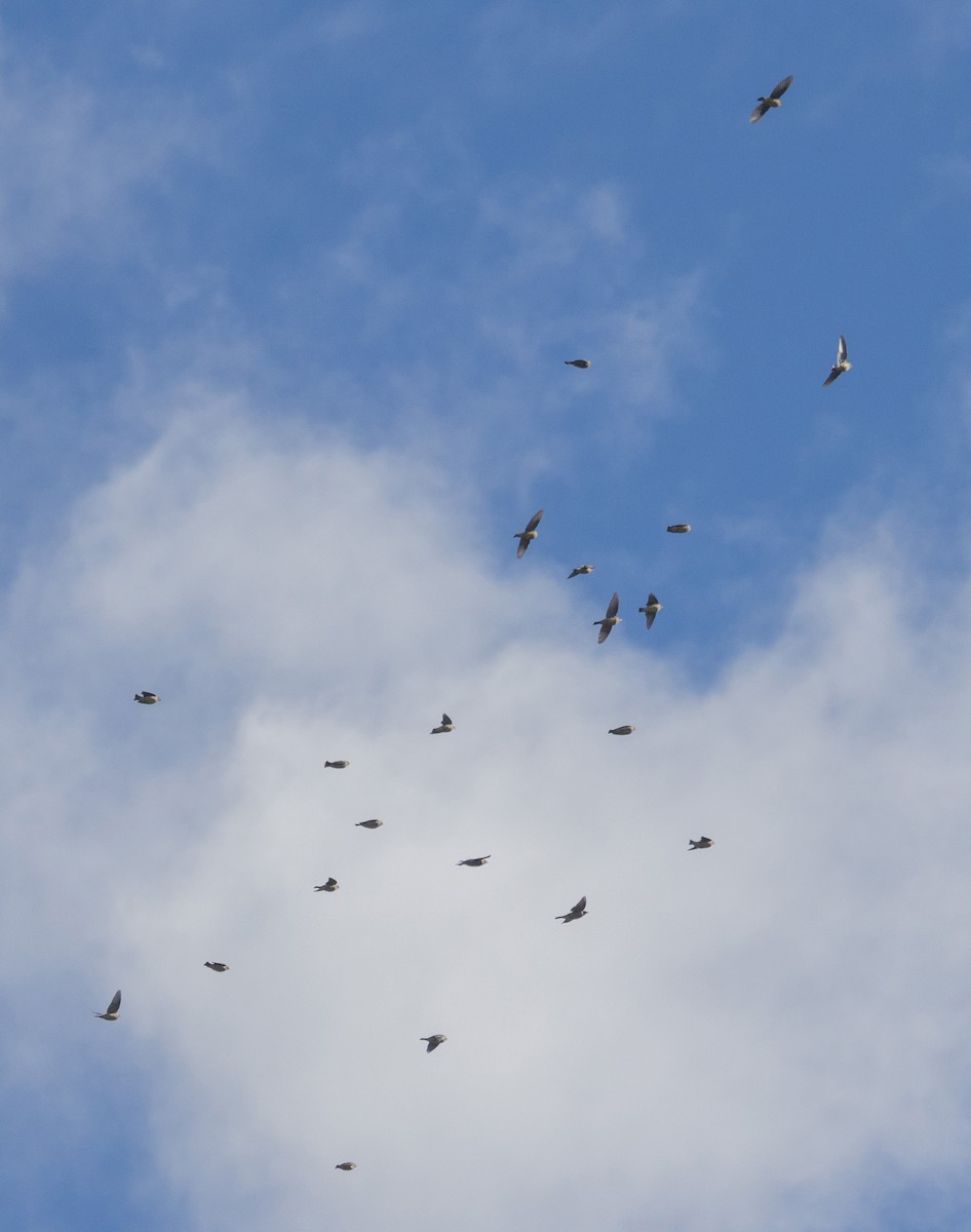 Cedar Waxwing - ML644782717