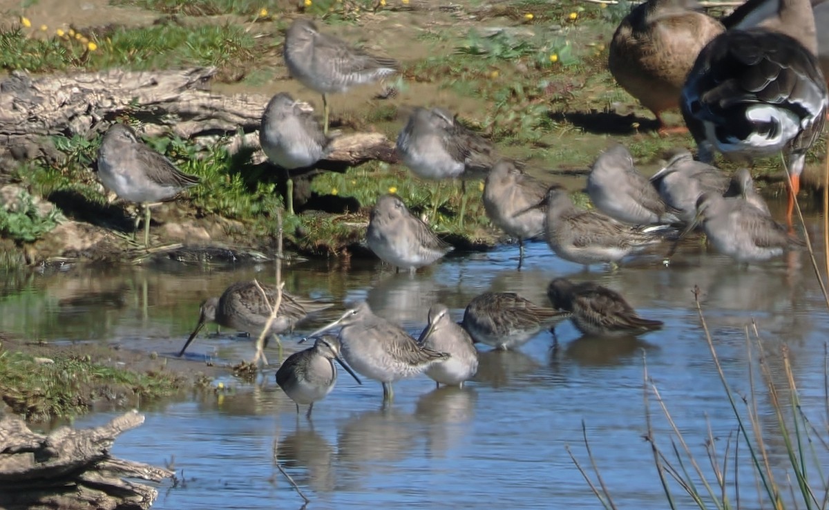 Short-billed/Long-billed Dowitcher - ML644782720