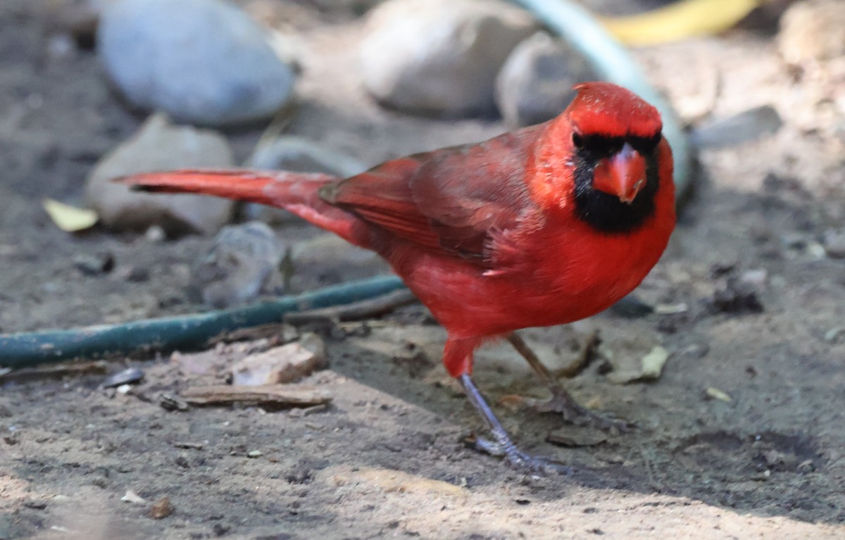 Northern Cardinal - ML644782724