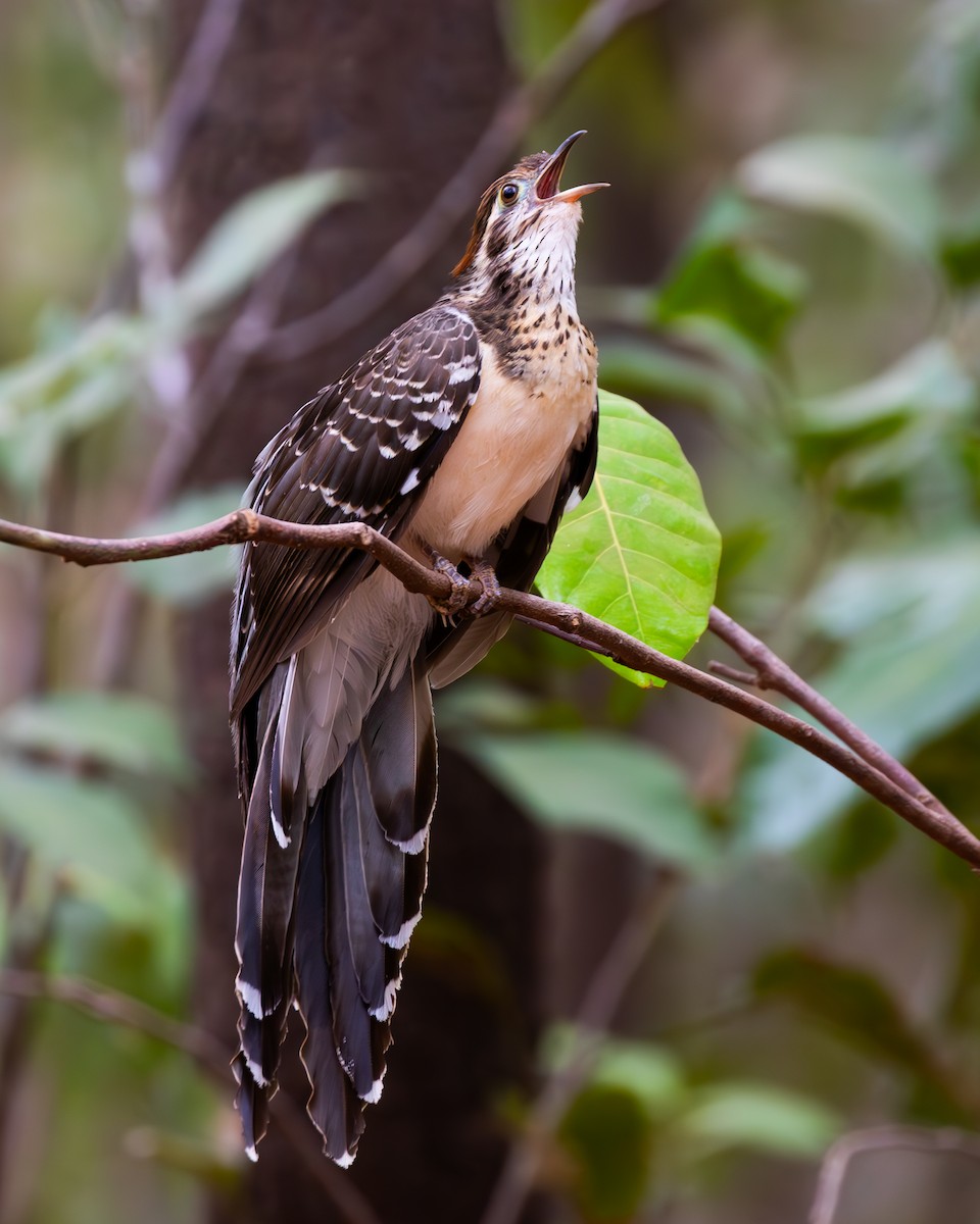 Géocoucou faisan - ML644782726