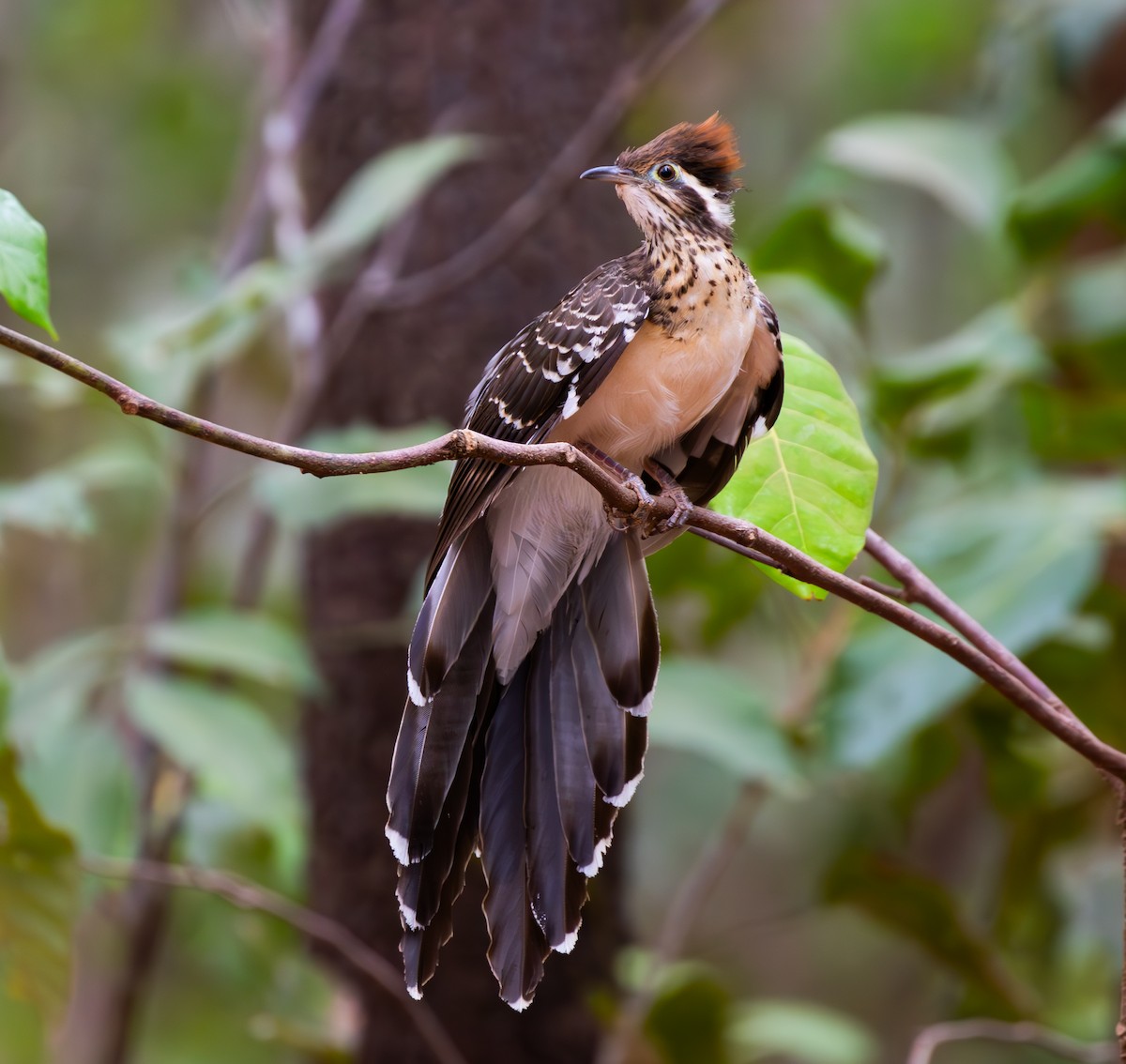Géocoucou faisan - ML644782727