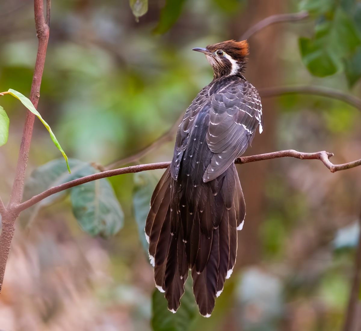 Géocoucou faisan - ML644782728