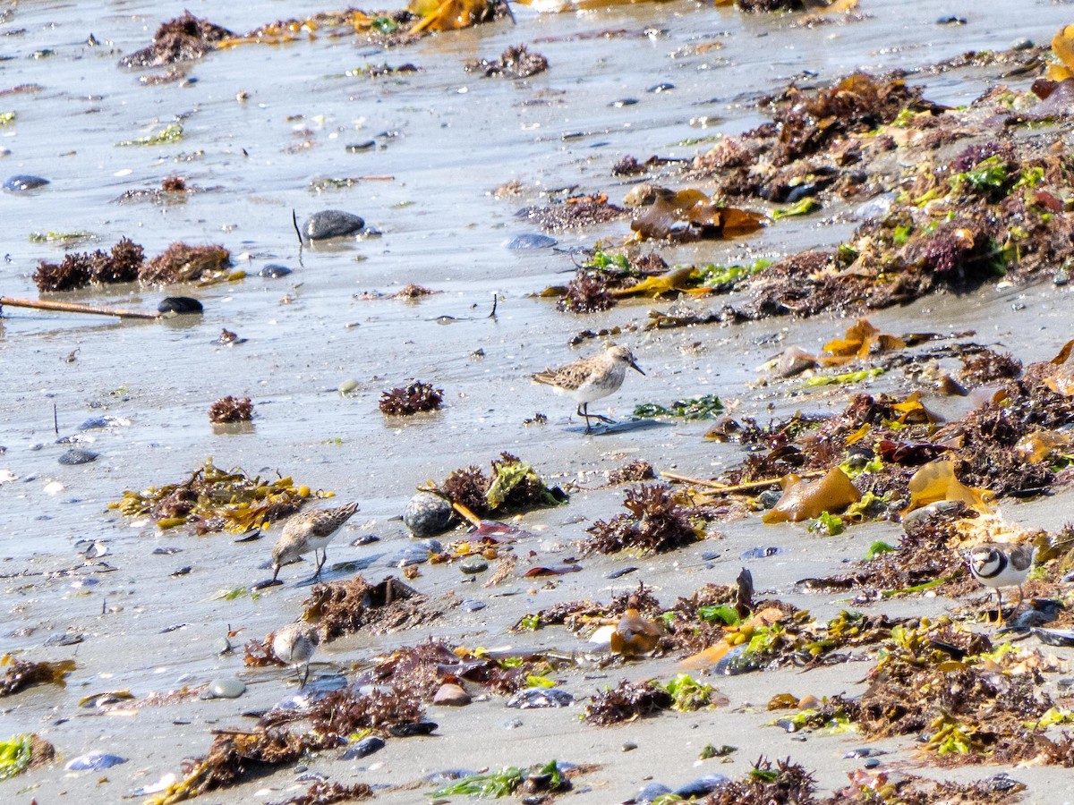 Semipalmated Sandpiper - ML644782731