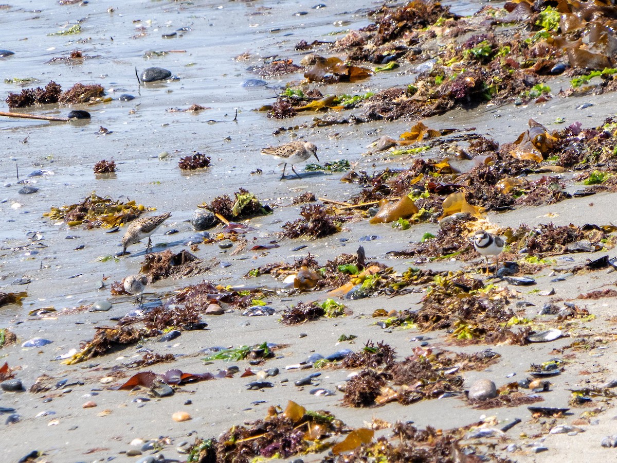 Semipalmated Sandpiper - ML644782732