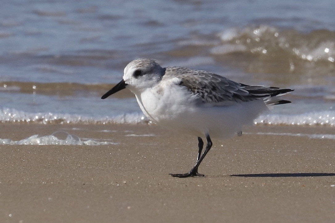 Sanderling - ML644782736