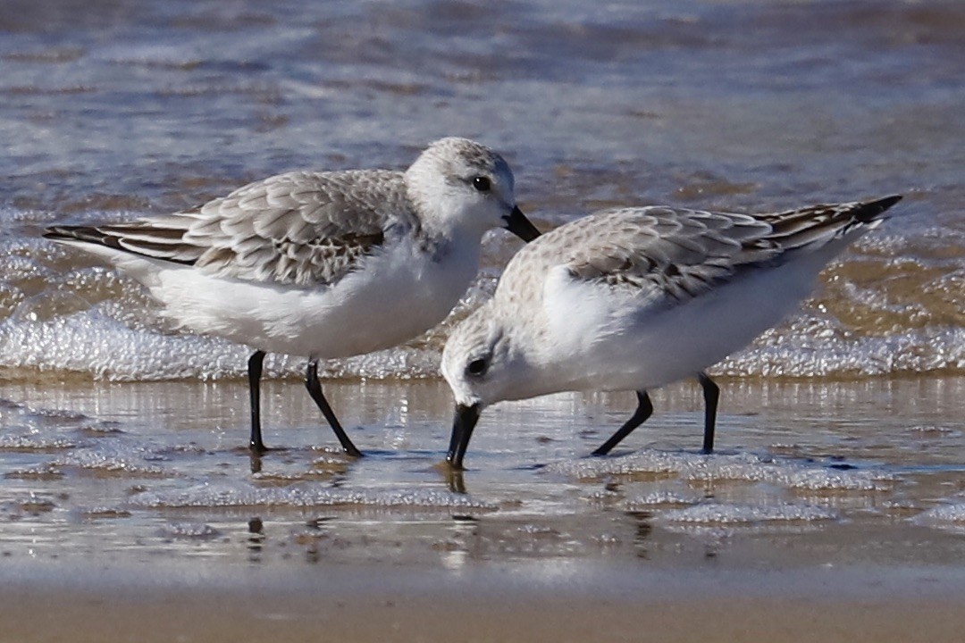 Sanderling - ML644782737