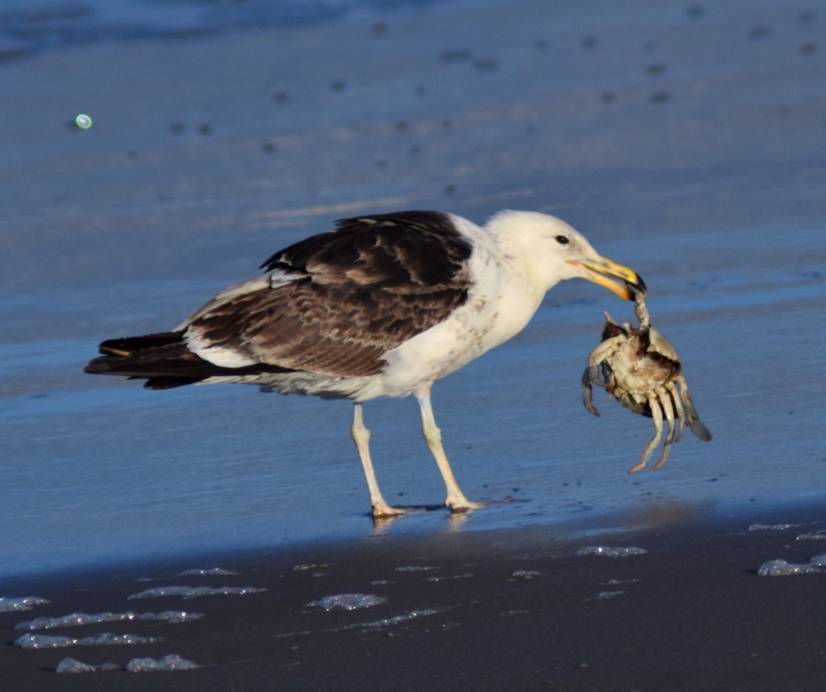 Kelp Gull - ML644782738