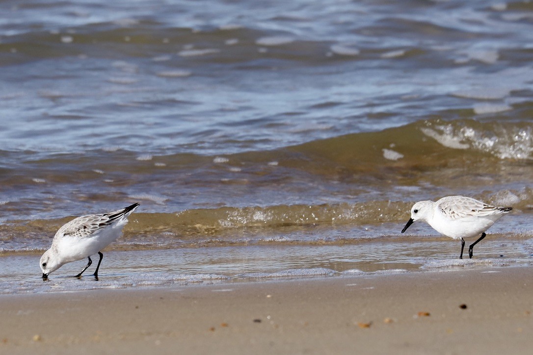 Sanderling - ML644782739