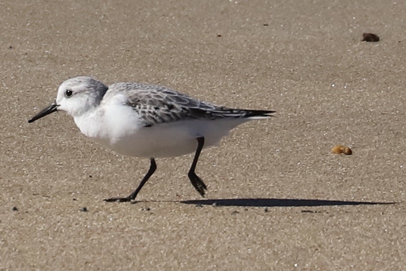 Sanderling - ML644782740