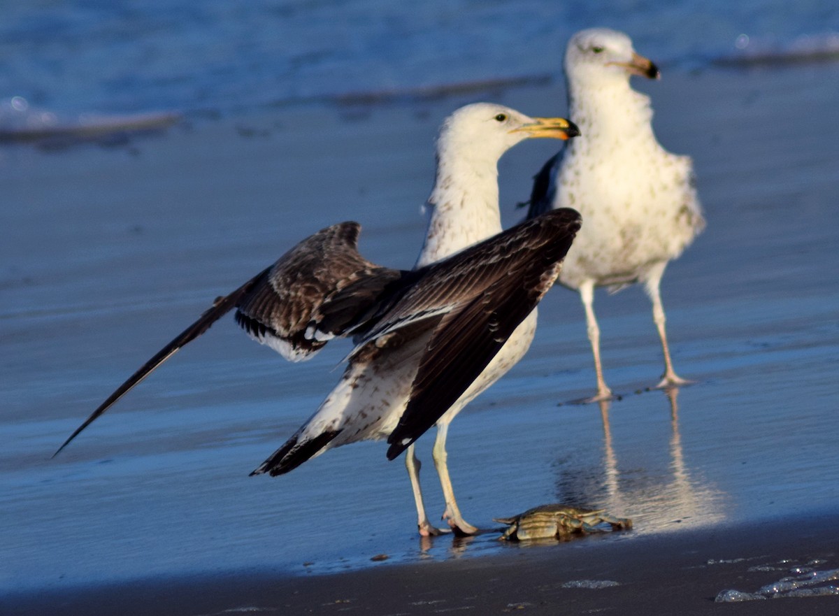 Kelp Gull - ML644782742