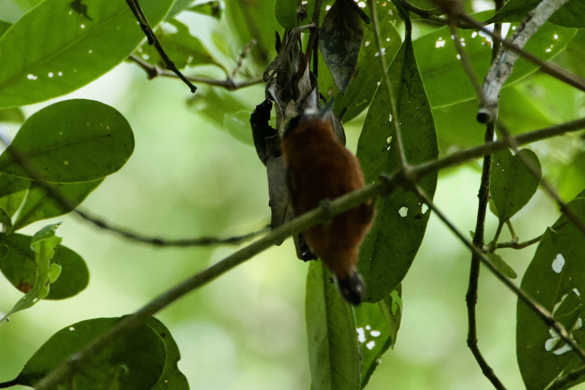 Chestnut Piculet - ML644782746