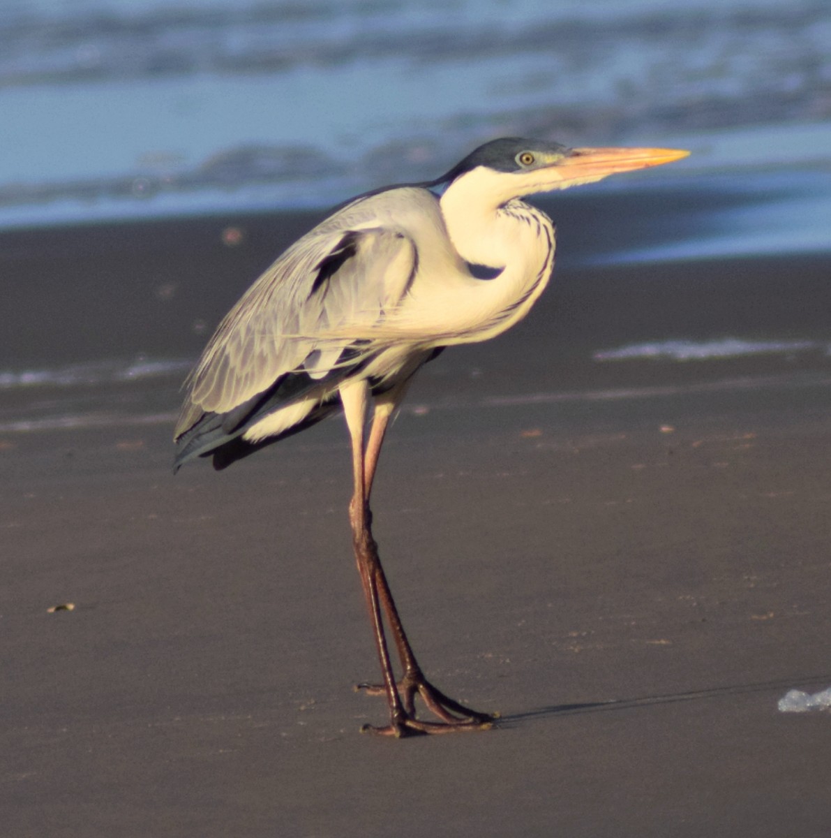 Cocoi Heron - ML644782747