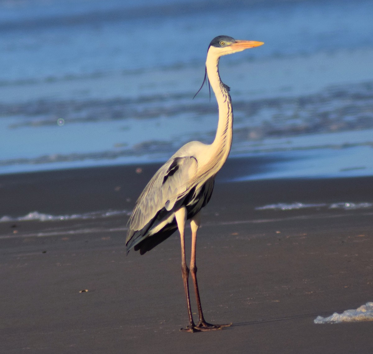 Cocoi Heron - ML644782749