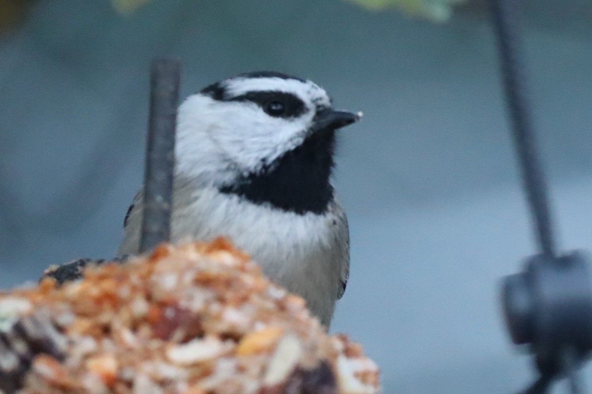 Mountain Chickadee - ML644782750