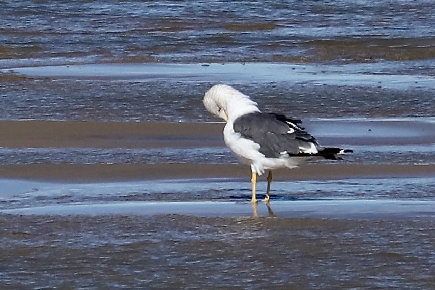 Lesser Black-backed Gull - ML644782764