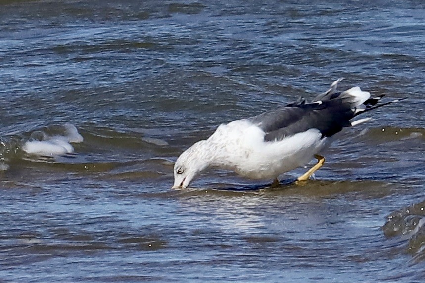 Lesser Black-backed Gull - ML644782765
