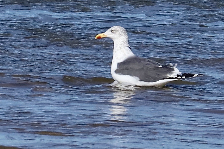 Lesser Black-backed Gull - ML644782766