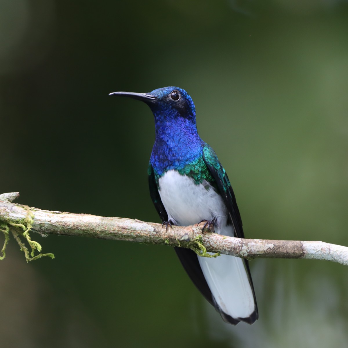 White-necked Jacobin - ML644782767